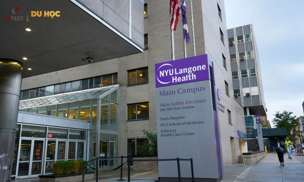 Ngành Y tại NYU