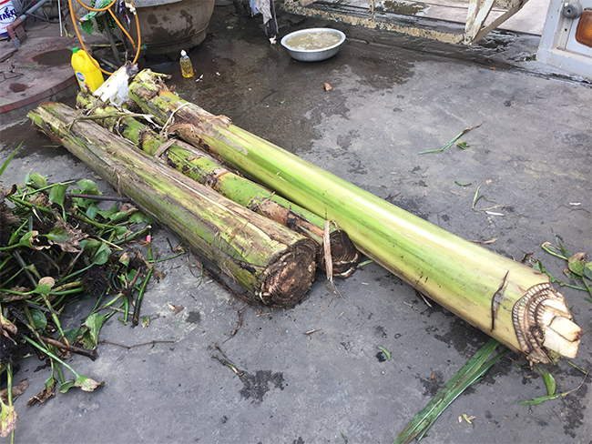 Gà con ăn thân cây chuối trộn cám