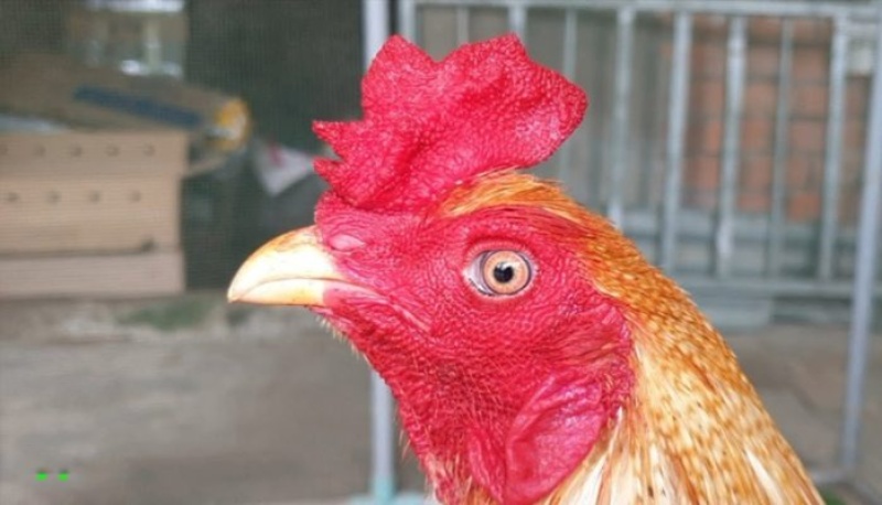 Mồng vua thuộc các loại mồng gà đá quý hiếm