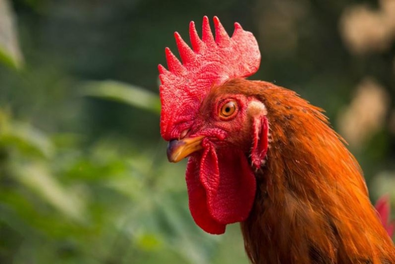 Chiến kê có mào hiếm là tướng gà tốt