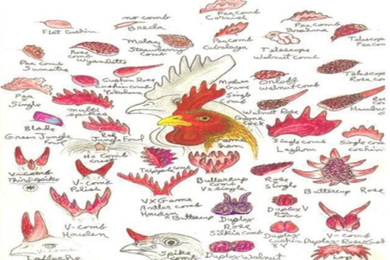 Các loại mồng gà đá điển hình và kỹ thuật bảo vệ