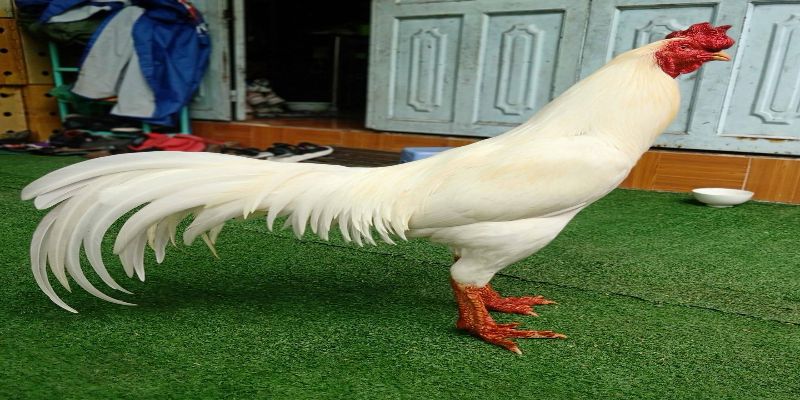 Các dòng gà chọi Thái Lan phổ biến trên thị trường