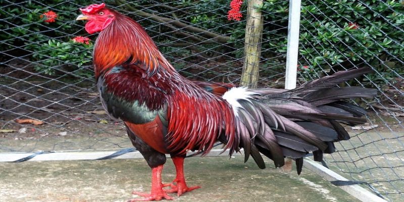 Dòng gà Pakoy với lối đá phá xương đặc trưng