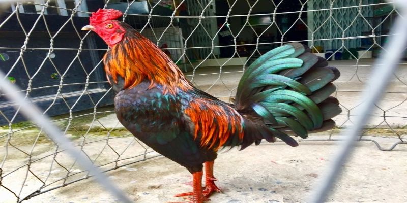 Chiến kê Mangon linh hoạt trong mọi thế trận