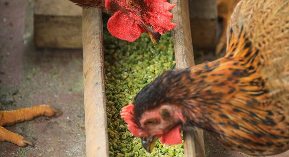 Các loại thảo dược trong chăn nuôi gà giúp gà khỏe mạnh, tăng trọng nhanh -  Vietstock Expo and Forum