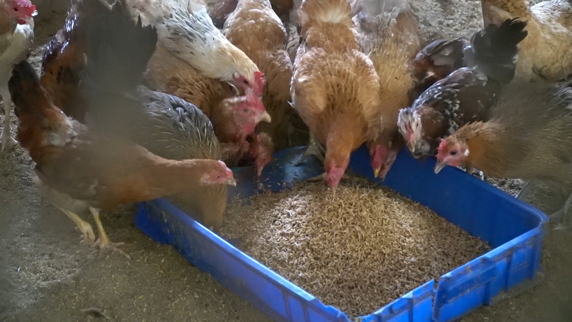 Bỏ phố về rừng, nuôi gà bằng thảo dược